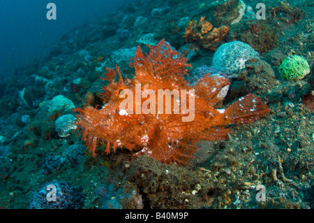 Weedy Scorpionfish Rhinopias Frondosa fotografiert in Lembeh Strait Indonesien Stockfoto