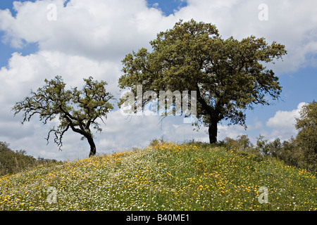 Malerische Herdade da Ribeira Abaixo Agro Silvo pastorale Systems Alentejo Portugal Stockfoto