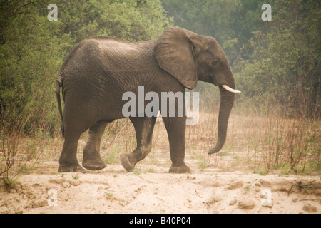 Elefant Mosi Oa Tunya Nationalpark, Livingstone Sambia Afrika Stockfoto