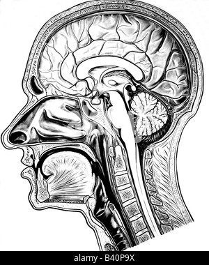 Medizin, Anatomie, zerebrisch, Sektion, Kopf, Gehirn, historisch, historisch, longitudinal, Menschen, Stockfoto