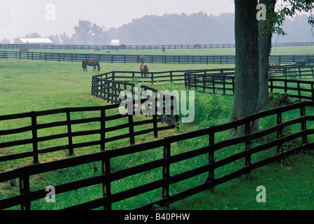 Vollblutpferde im Fahrerlager Oldham County Kentucky Stockfoto