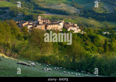 Schafbeweidung am Castelvecchio, nr Preci, oberhalb der Valnerina, Umbrien, Italien Stockfoto