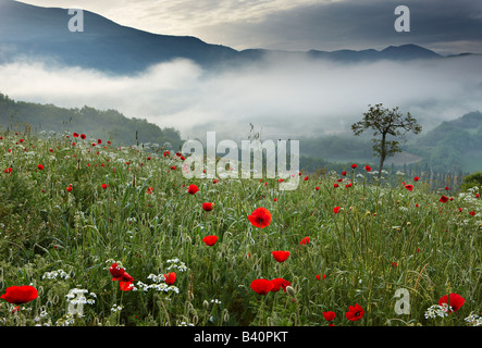 Mohnfeld in der Valnerina in der Nähe von Preci mit den Bergen der Monti Sibillini Nationalpark Aufzucht über Umbrien, Italien Stockfoto