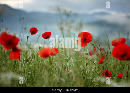 Morgendämmerung in einem Mohnfeld in der Valnerina in der Nähe von Preci, Umbrien, Italien Stockfoto