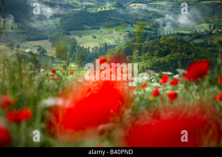 Morgendämmerung in einem Mohnfeld in der Valnerina in der Nähe von Preci, Umbrien, Italien Stockfoto