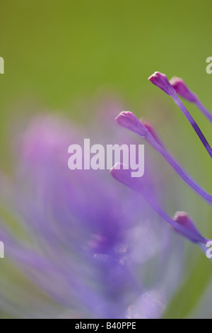 Wiese Blume, Umbrien, Italien Stockfoto