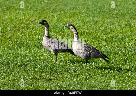 Nene Gänse offizielle Staatsvogel von Hawaii Hanalei Kauai Hawaii Stockfoto