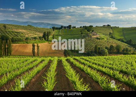ein Weinberg in der Nähe von Montefalco im Val di Spoleto, Umbrien, Italien Stockfoto