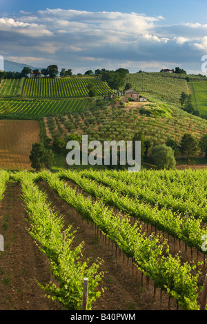 ein Weinberg in der Nähe von Montefalco im Val di Spoleto, Umbrien, Italien Stockfoto