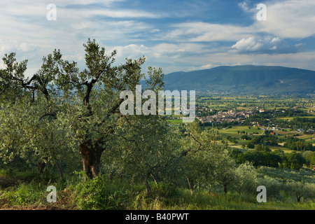 ein Olivenhain mit Blick auf Bevagna und Val di Spoleto, Umbrien, Italien Stockfoto