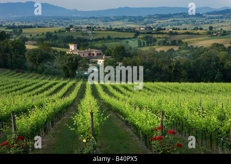 ein Weinberg in der Nähe von Montefalco, Umbrien, Italien Stockfoto