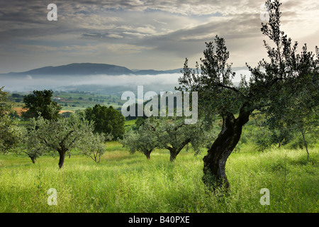ein Olivenhain in der Nähe von Montefalco, Umbrien, Italien Stockfoto