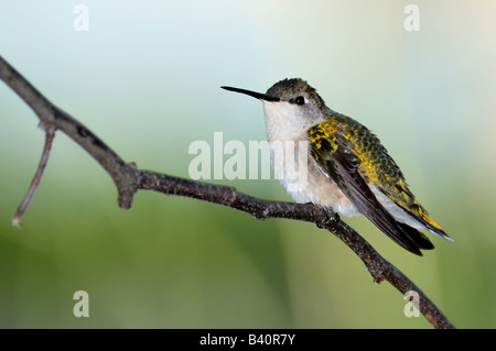 Ein weiblicher Rubin throated Kolibri, Archilochos Colubris, hocken auf einem Ast in Oklahoma, USA. Stockfoto