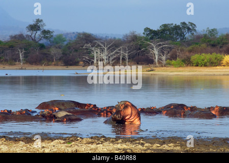 Hippopotamus Amphibius am See Tagalala, Selous Game Reserve, Tansania Stockfoto