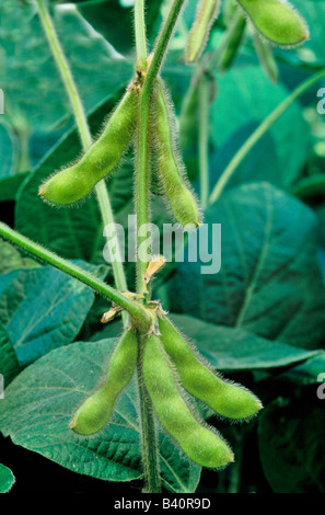 Sojabohnen, grüne Hülsen auf Pflanze wachsen. Stockfoto