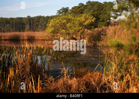 Goldenes Morgenlicht wärmt eine Tanne in Blackwater National Wildlife Refuge Cambridge Maryland Stockfoto