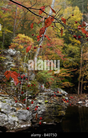 Hartriegel Beeren und Herbstlaub in Great Smoky Mountains Nationalpark Tennessee Stockfoto