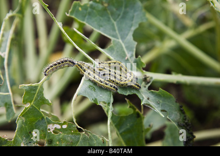 Kohl weiße Raupen Pieris Brassicae auf Kohl Stockfoto