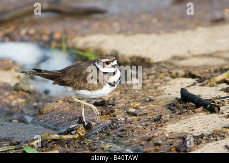 Killdeer Charadrius vociferus Stockfoto