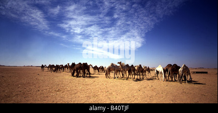Zoologie / Tiere, Säugetier / Säugetier, Kamele, Dromedar (Camelus Dromedarios), Dromedar Herde in der Wüste, Ägypten, Distribution: Stockfoto
