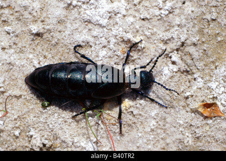 Zoologie / Tiere, Insekten, Käfer, Europäische Öl Käfer (Meloe proscarabaeus), auf Stein, Verteilung: weltweit, Coleoptera, b Stockfoto