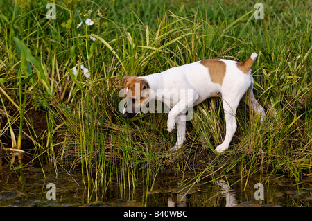 Neugierig Jack-Russell-Terrier Welpen erkunden das Ufer eines Sees Stockfoto