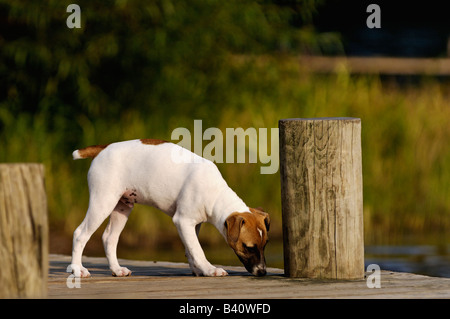 Jack-Russell-Terrier Welpen riechende nassen Fleck auf Dock Stockfoto