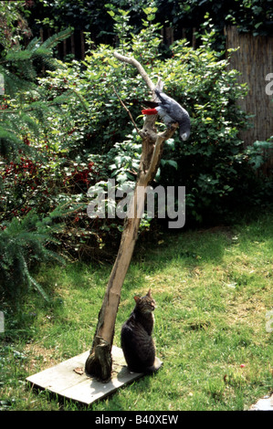 Zoologie / Tiere, tierische Freundschaft, afrikanisches Grau-Papagei sitzend auf Ast, Katze sitzt unter, Tier, Vogel, Stockfoto