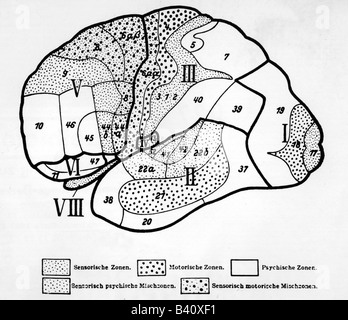 Medizin, Anatomie, Großhirn, Teile des Cortex, von Economo und Oskar Vogtk, Sektion, Kopf, Gehirn, historisch, historisch, longitudinal, Kugeln, Zonen, Teile, Großhirn, Stockfoto