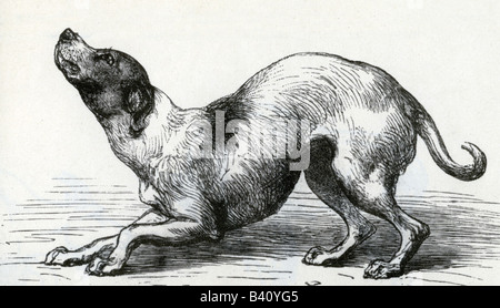 Darwin, Charles Robert, 12.2.1809 - 19.4.1882, britischer Naturforscher, Zeichnung, Hund, aus "Der Ausdruck der Emotionen bei Mensch und Tier", 1872, unterwürfig, Stockfoto