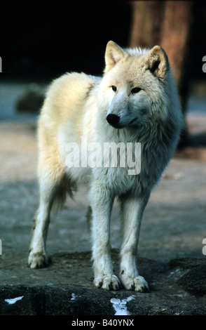 Zoologie / Tiere, Säugetier / Säugetier-, Wölfe, kanadischer Wolf (Canis Lupus Miller), Vertrieb: Kanada, Tier, Canidae, Carniv Stockfoto