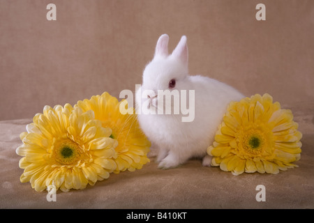 Niedlichen weißen Netherland Zwerg Kaninchen auf goldenem Hintergrund mit gelben Gerber Daisy Blumen Stockfoto
