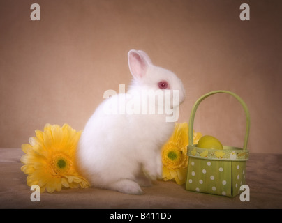 Niedlichen weißen Netherland Zwerg Kaninchen auf goldenem Hintergrund mit gelben Gerber Daisy Blumen und Osternest Stockfoto
