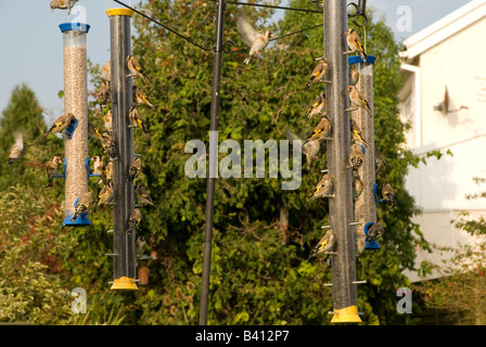 Herde von 36 Stieglitze am Futterhäuschen. Stockfoto