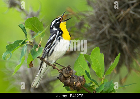 USA, Texas Hill Country. Männliche Schnäpperrohrsänger – Throated Gesang auf Ast. Stockfoto