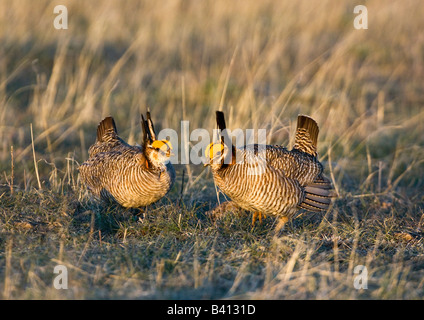 USA, Texas, Texas Panhandle, kanadische. Wilde weniger Prairie Chicken Männchen in der Paarung Anzeige auf Lek. Stockfoto