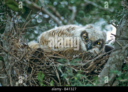 USA, Texas, Rio Grande Valley McAllen. Nahaufnahme der Virginia-Uhu Küken im Nest. Stockfoto