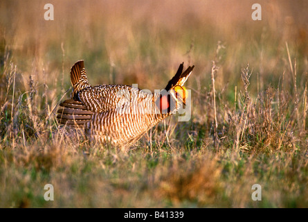 USA, Texas, Kanada. Wilde weniger Prairie Chicken männlich in der Paarung Anzeige auf Lek. Stockfoto