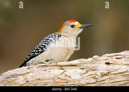 USA, Texas, Mission, Dos Venadas Ranch. Nahaufnahme der männlichen Golden-fronted Specht am Log. Stockfoto