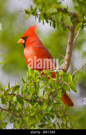 USA, Texas, Mission, Dos Venadas Ranch. Männliche nördlichen Kardinal thront im Baum. Stockfoto