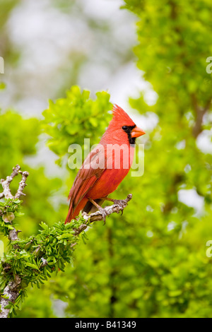 USA, Texas, Mission, Dos Venadas Ranch. Männliche nördlichen Kardinal thront im Baum. Stockfoto