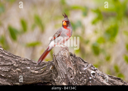 USA, Texas, Mission, Dos Venadas Ranch. Männliche Pyrrhuloxia Vogel auf Log. Stockfoto