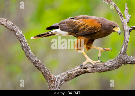 USA, Texas, Mission, Dos Venadas Ranch. Porträt von Harris Hawk auf Ast. Stockfoto