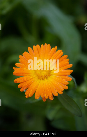 Ringelblume-Blume in einer Sonnendusche erfasst Stockfoto