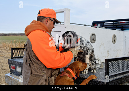 Upland Vogel Jäger mit Englisch Setter und Vizsla auf der Rückseite eines LKW-Kansas Stockfoto