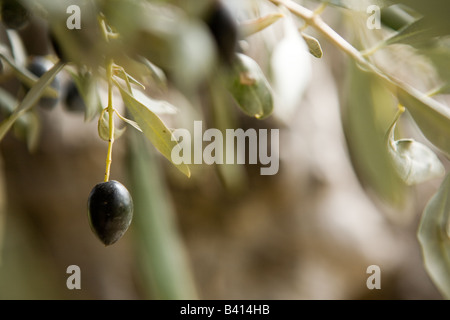 Reife Oliven hängen von den Bäumen im Troodos-Gebirge. Stockfoto