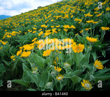 UTAH. USA. Arrowleaf Balsamwurzel (Balsamorhiza Sagittata). Ausläufern der Bear River Range über Cache Valley. Stockfoto