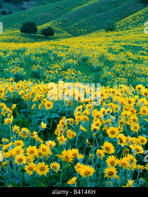 UTAH. USA. Arrowleaf Balsamwurzel (Balsamorhiza Sagittata) in voller Blüte, Ausläufern der Bear River Range über Cache Valley. Stockfoto