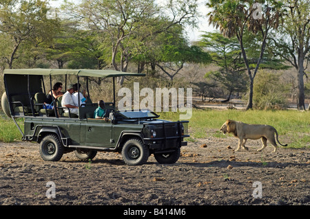 Männlicher Löwe vorbei an Touristen sitzen in Safari Fahrzeug, Selous Game Reserve, Tansania Stockfoto