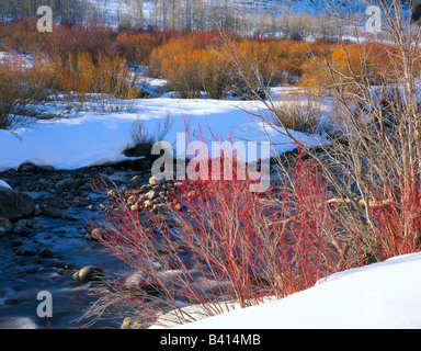 UTAH. USA. Weiden im Spätwinter Logan Fluss entlang. Logan Canyon. Bear River Range Stockfoto